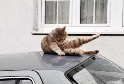 Cat on car roof