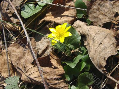 first spring flower