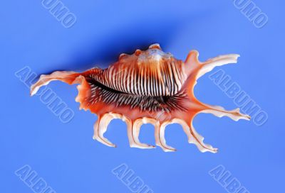 Sea shell