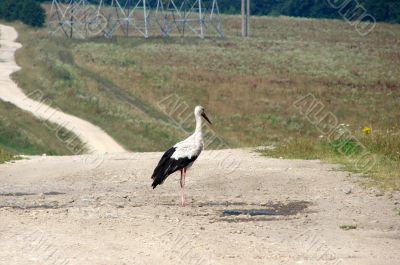 crane at liberty