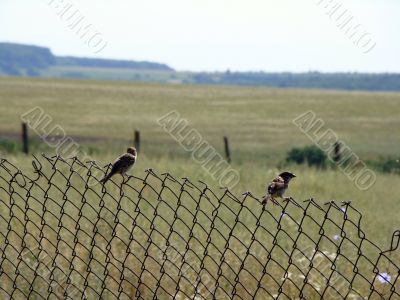 Sparrows