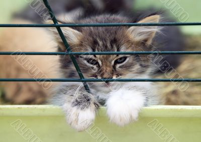 Small kitten