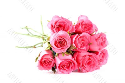 Pink roses bouquet