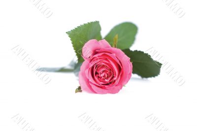 Pink rose