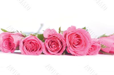 Pink roses bouquet