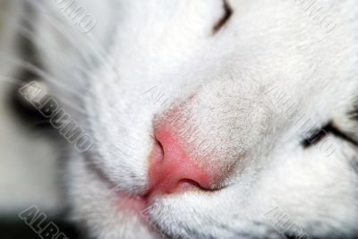 slipping cat
