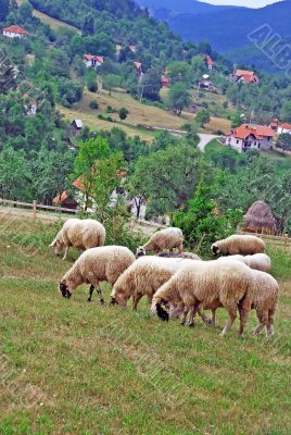 Rural landscape