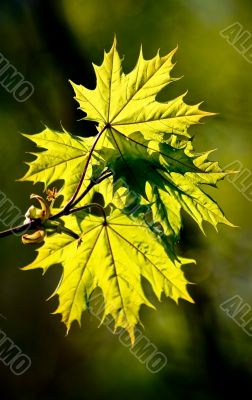 Maple foliage