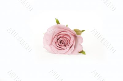 one pink rose