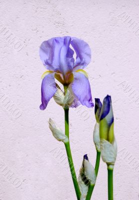 Iris flower