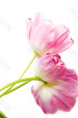 Pink tulips over white