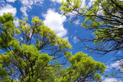 Sky opening between branches