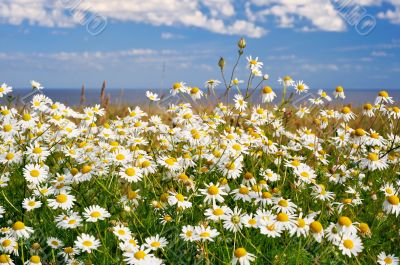 Daisy
