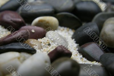 Seashells