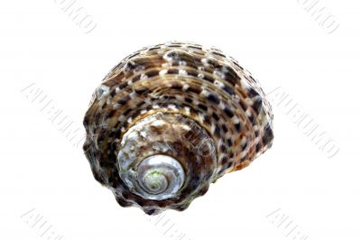 Seashells