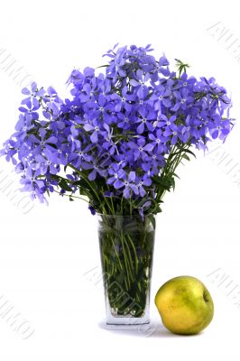 Bouquet of blue flower about an flavovirent apple