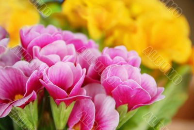 Spring flowers