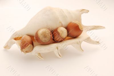 sea shell and nuts