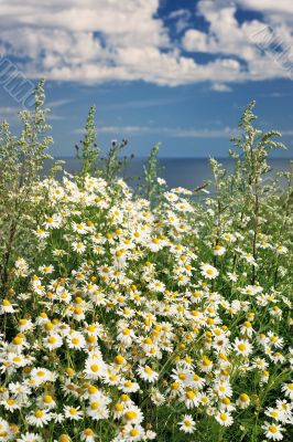 Flowers Daisy