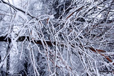 Winter trees background