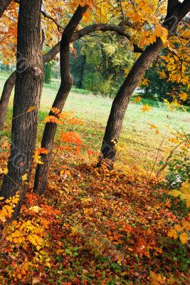 Autumn landscape