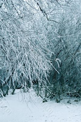 Winter trees background