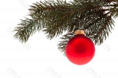 Red Christmas ball with fir branch