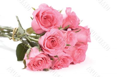 Pink roses bouquet