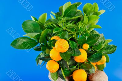Oranges and green Leaf