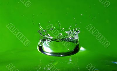 Water drop and splash on the fresh green shoot.