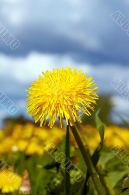 Close-up of a sowthistle