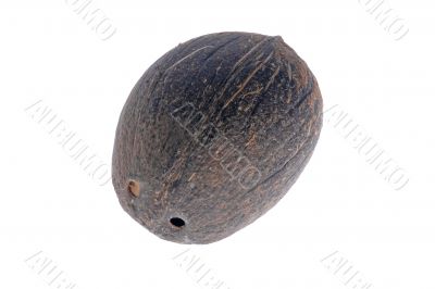 coconut on white