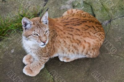 Small lynx