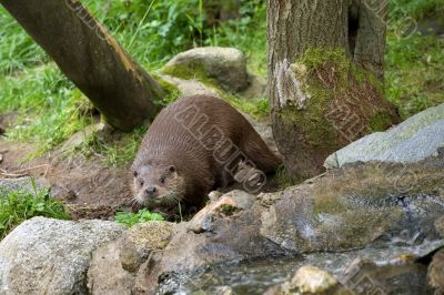  beaver approaches to water