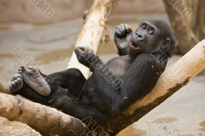 Monkey with meal in paws