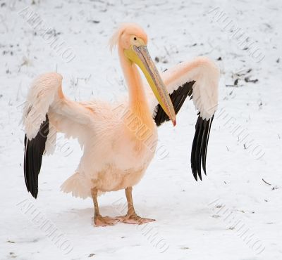 pink pelican