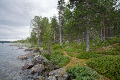 pine-wood ashore lake