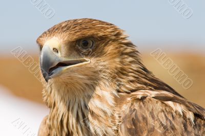 Falcon portrait