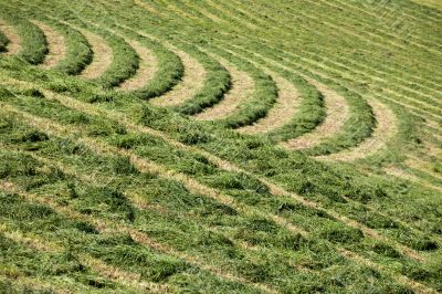 hay grass pattern