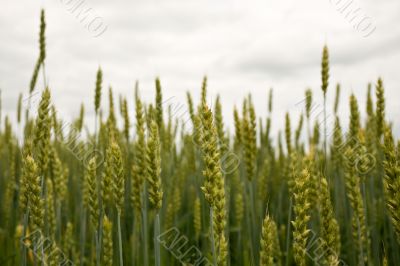 Green ears of wheat