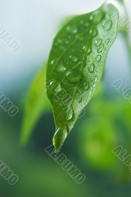 Waterdrops of the fresh green leaf
