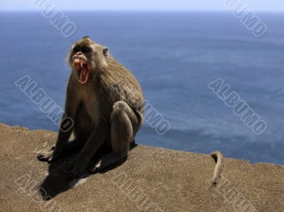 Portrait of the monkey