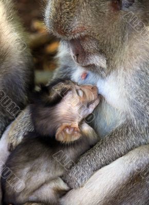 Family of monkeys