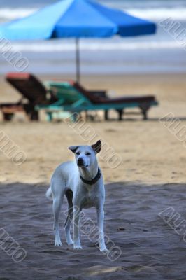 White dog