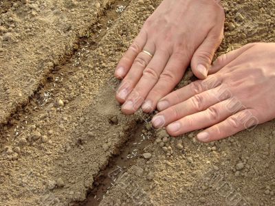 sowing seeds on tape