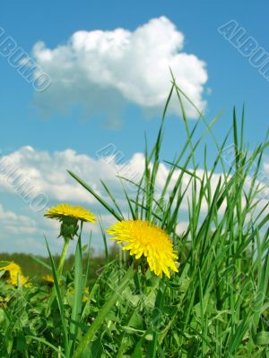 yellow dandelions