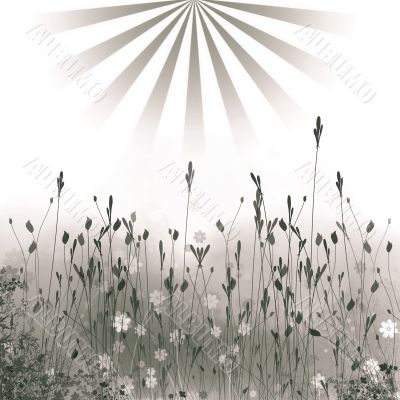Meadow