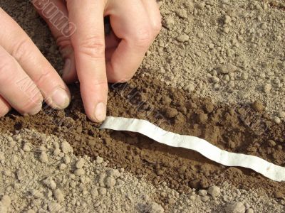 seeds on tape