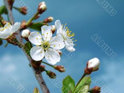 cherry tree blossom