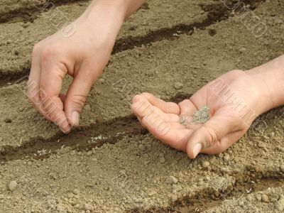 sowing seeds